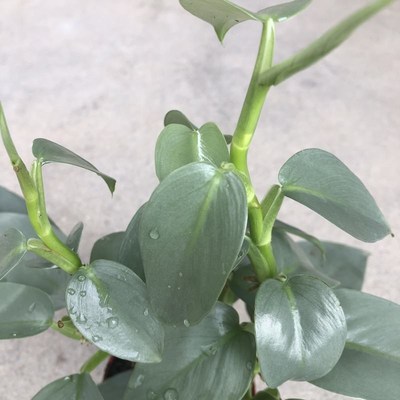 哈斯塔姆蔓绿绒银叶雪钻花卉北欧盆栽绿植M耐阴室内攀爬植物吸甲