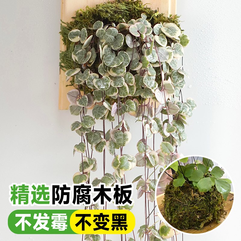 挂墙绿植鹿角蕨板植挂板二岐悬挂式苔藓蕨类盆栽垂吊植物壁挂装饰 - 封面