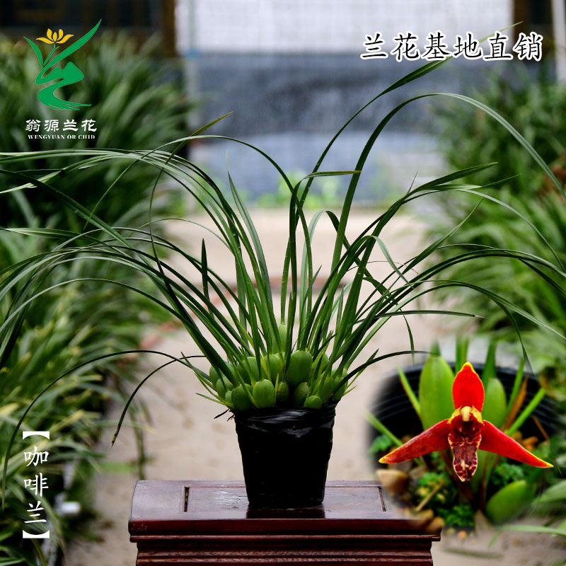 翁源兰苗洋兰咖啡兰浓香带花香水梦香水培好养室内外绿植花卉盆栽