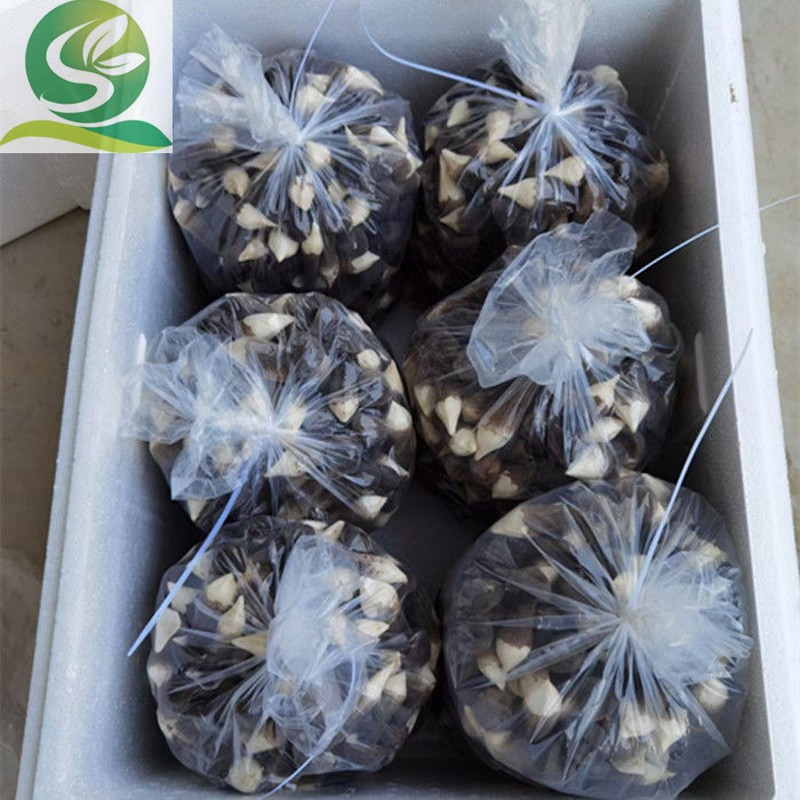 秀珍菇鸡枞菌姬菇金针菇防雾保鲜袋杏鲍菇香菇防水滴包装薄膜袋