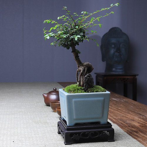 小叶榆树怪根老桩造型绿植盆栽榆榔植物盆景养客厅办公桌