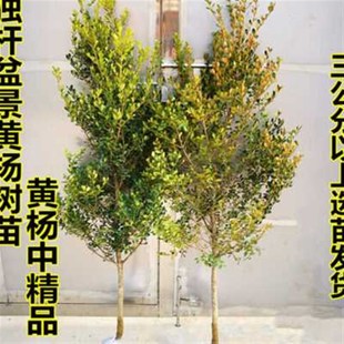 造型地景别墅庭院工程绿化独杆瓜子黄F杨树苗四季不落叶小叶黄杨