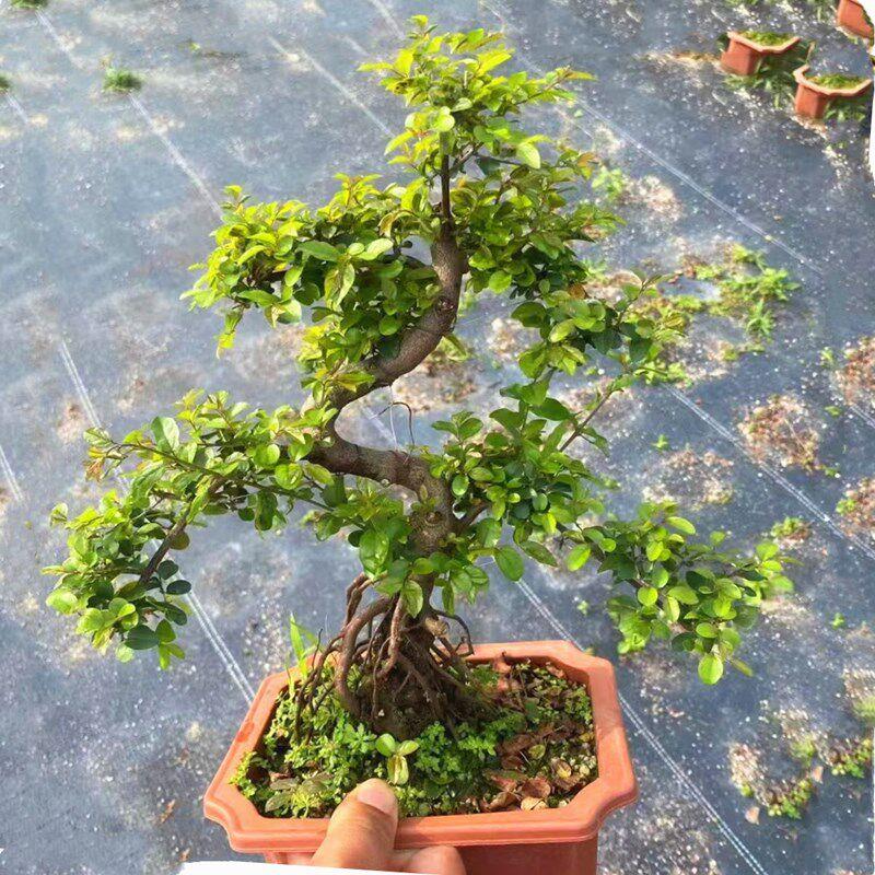 小叶红芽雀梅造型盆景赤楠罗汉松福建茶六月雪胡椒木悬崖造型盆栽