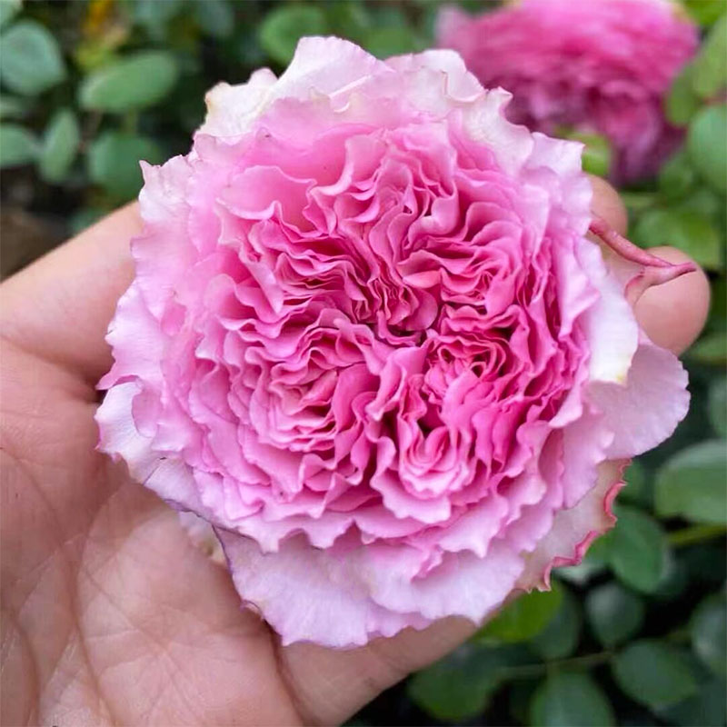 罗衣月季爬藤蔷薇花大苗无刺特大花藤本浓香盆栽四季庭院阳台花卉