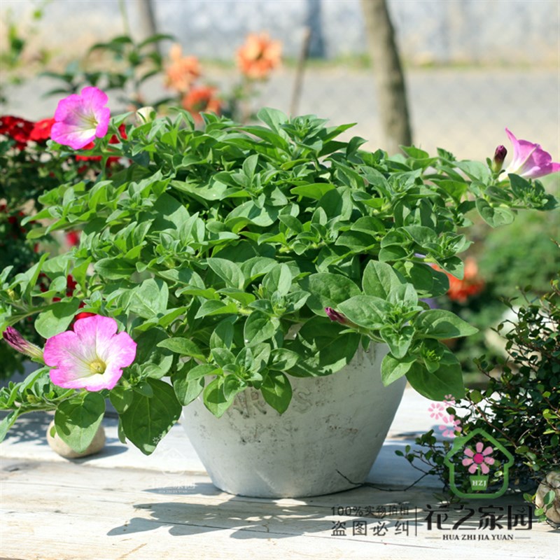 欧式复古粗陶红陶手压红陶多肉植物老桩盆大口径庭院阳台花卉花盆