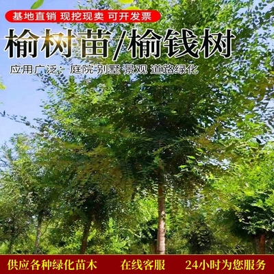 庭院树苗榆钱树苗榆树苗榆钱树风景树盆景素材地栽绿化工程苗