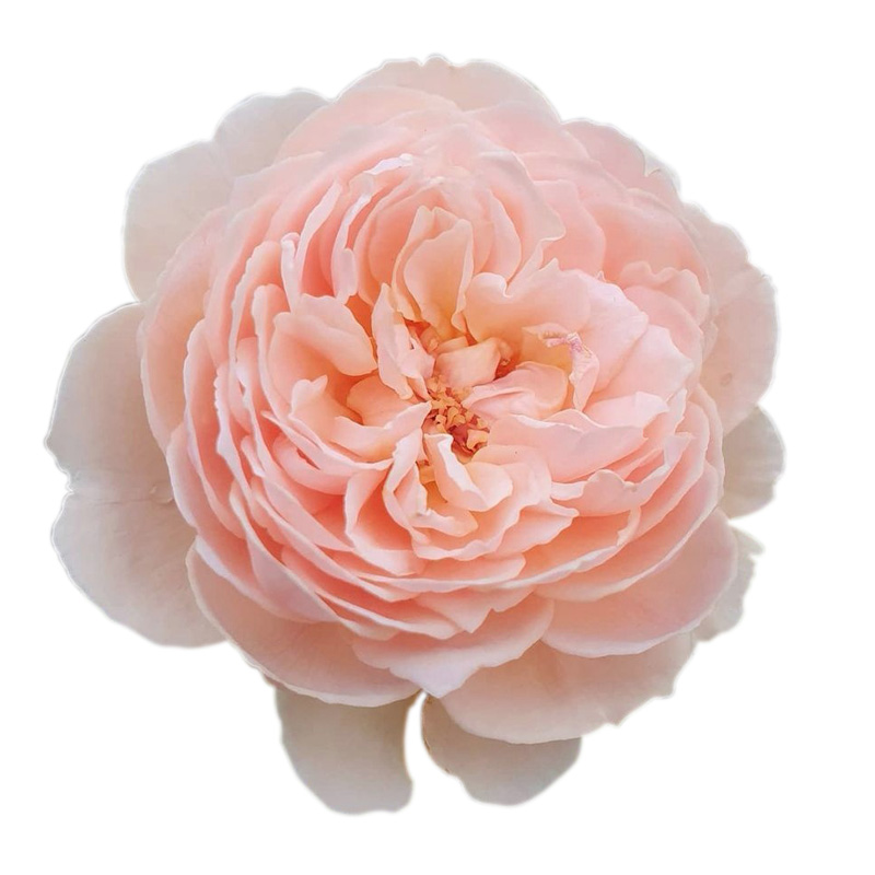 雷叔的花园真宙月季大苗爬藤月季特大花四季花阳台庭院盆栽花苗