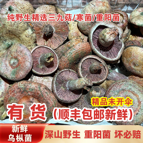 2026湘西野生乌枞菌新鲜
