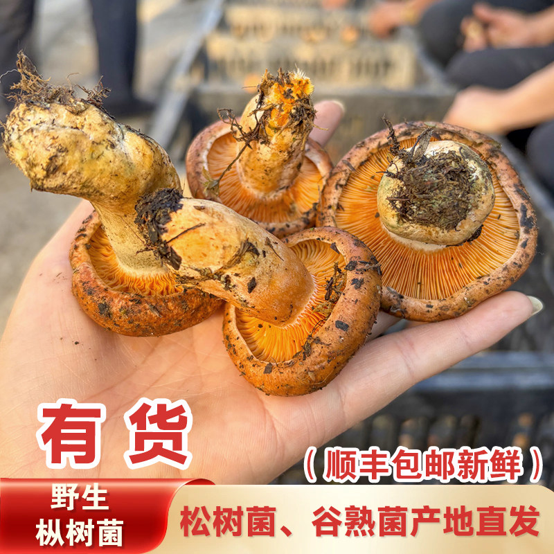 湖南野生黄枞菌新鲜中大朵