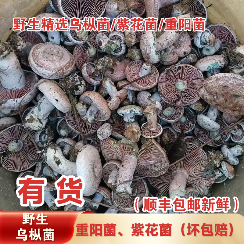 湖南野生枞树菌新鲜乌枞树菌菇重新鲜松茸/菌菇