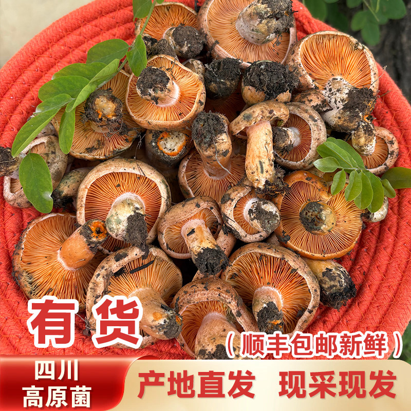四川高原菌高原枞菌新鲜野生高原菌松树菌松乳菇松菌重阳菌枞树菌