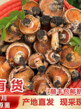 四川高原菌高原枞菌新鲜野生高原菌松树菌松乳菇松菌重阳菌枞树菌