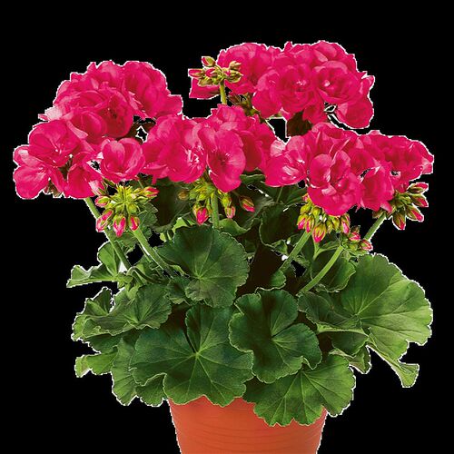 重瓣新款天竺葵花苗垂吊大花卉植物室内四季带花发货开花不断好养