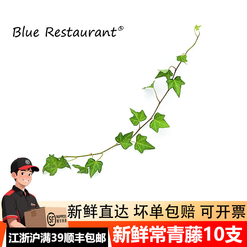 新鲜常青藤10支花艺装饰藤