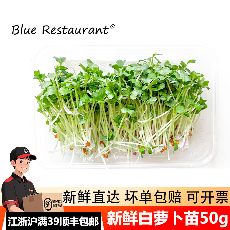 新鲜白萝卜苗50g水培可食用芽苗