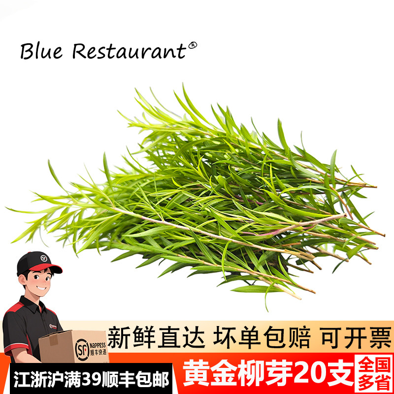 新鲜黄金柳芽甜品日料烘焙花草
