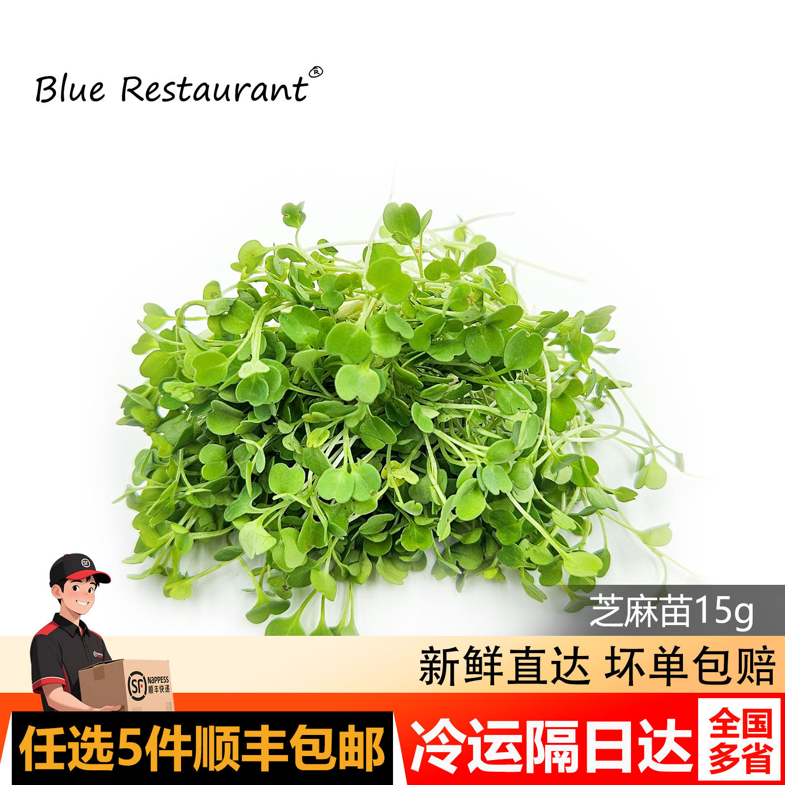 新鲜芝麻苗15g摆盘装饰