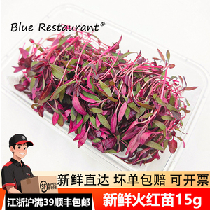 火红苗15g水培食用芽苗菜