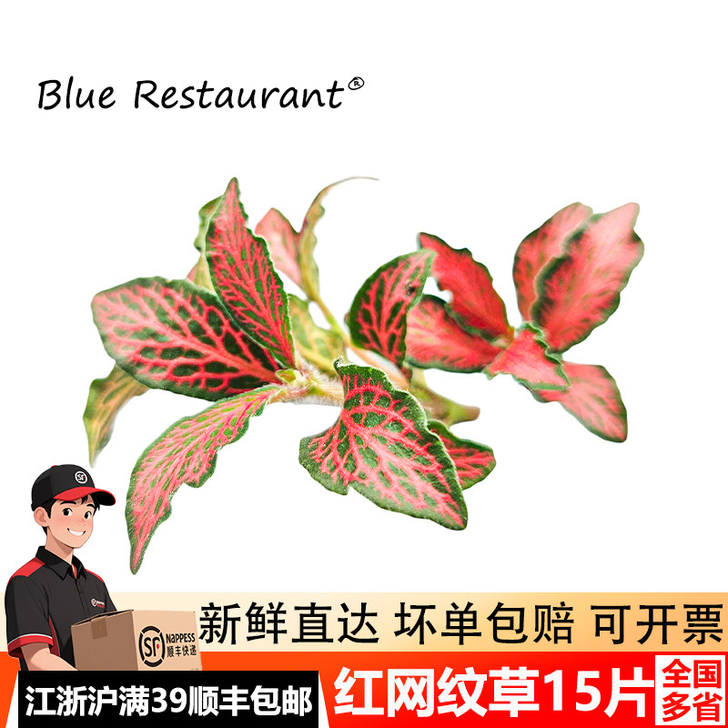 新鲜网纹草摆盘装饰菜品围边点缀