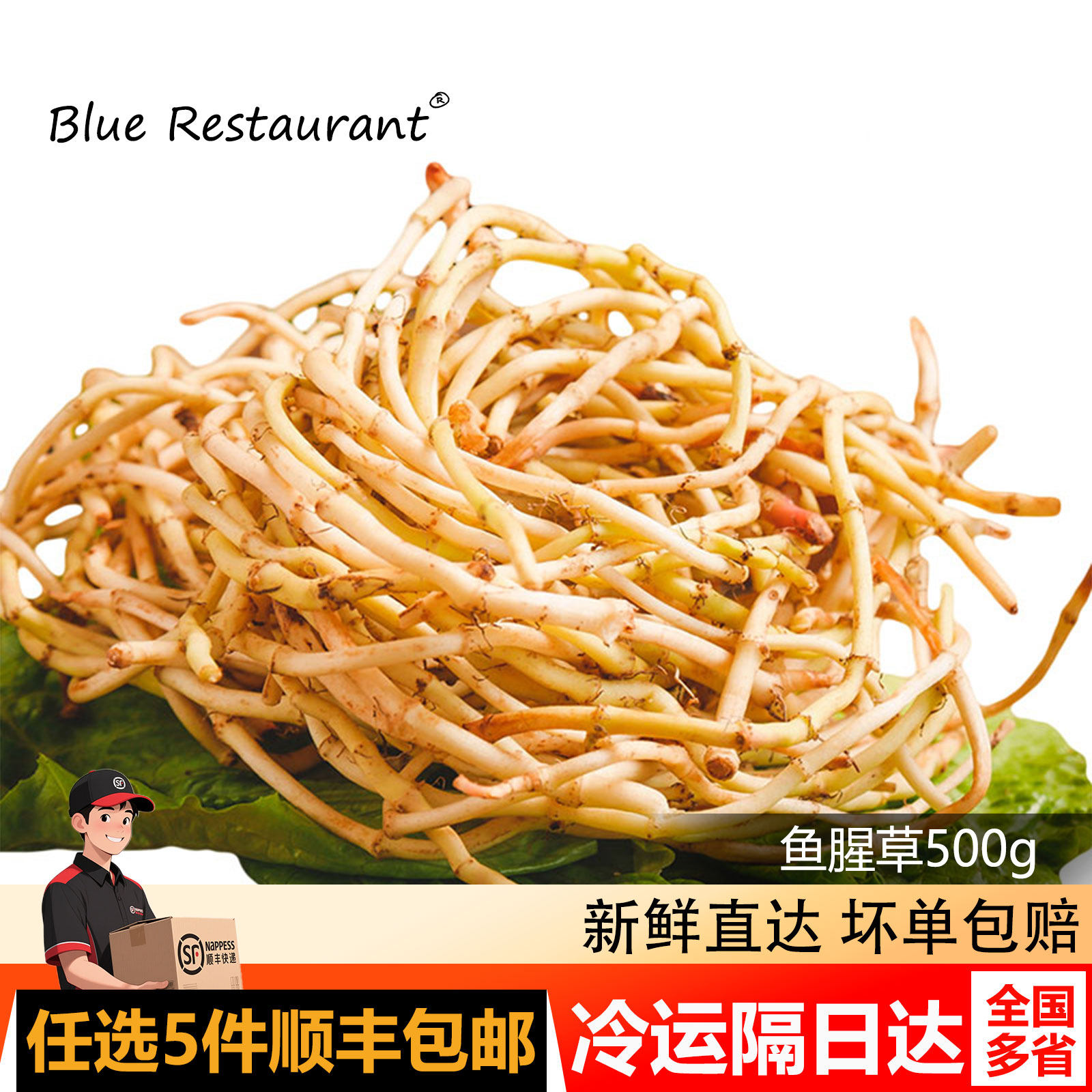 蓝餐厅新鲜嫩鱼腥草根折耳根