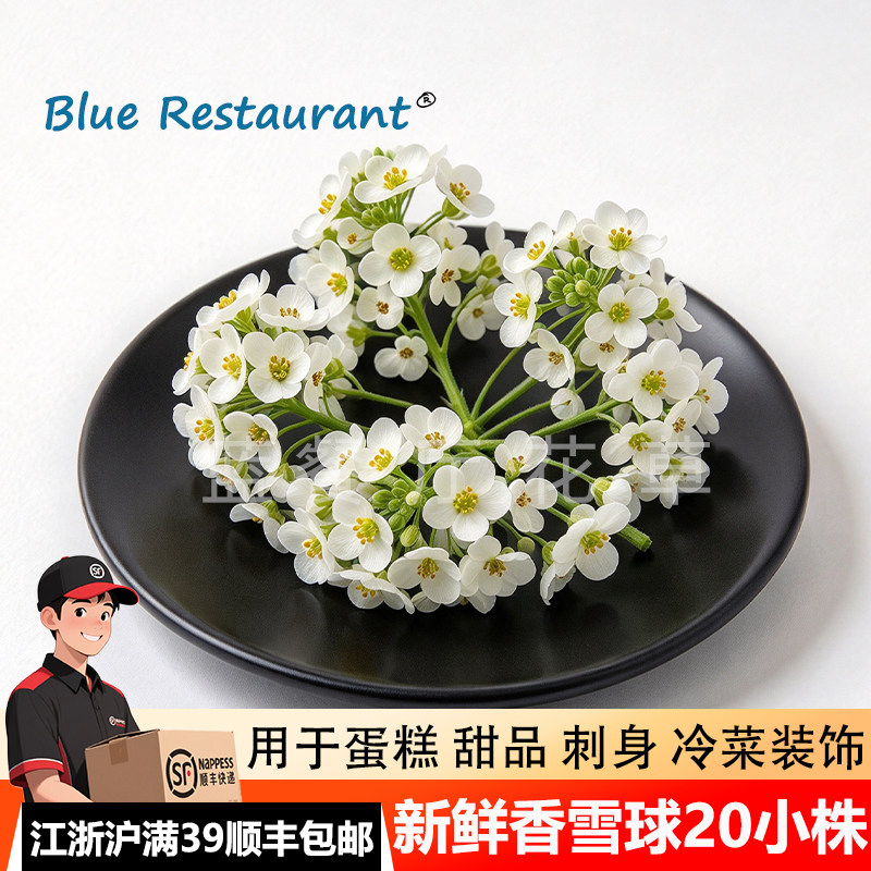 新鲜香雪球西餐摆盘装饰小白花