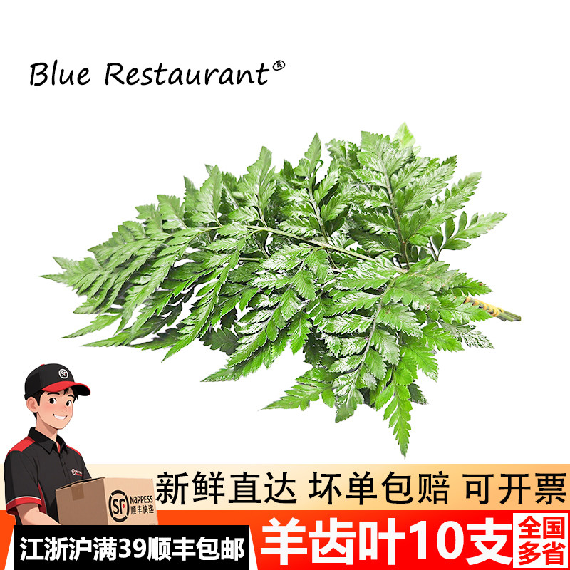 高山羊齿叶西餐烘焙摆盘装饰点缀