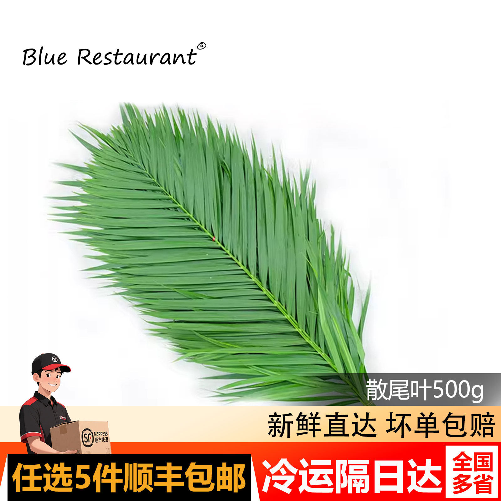 散尾叶 新鲜绿植 日式料理餐厅刺身三文鱼摆盘造型装饰 烤肉点缀