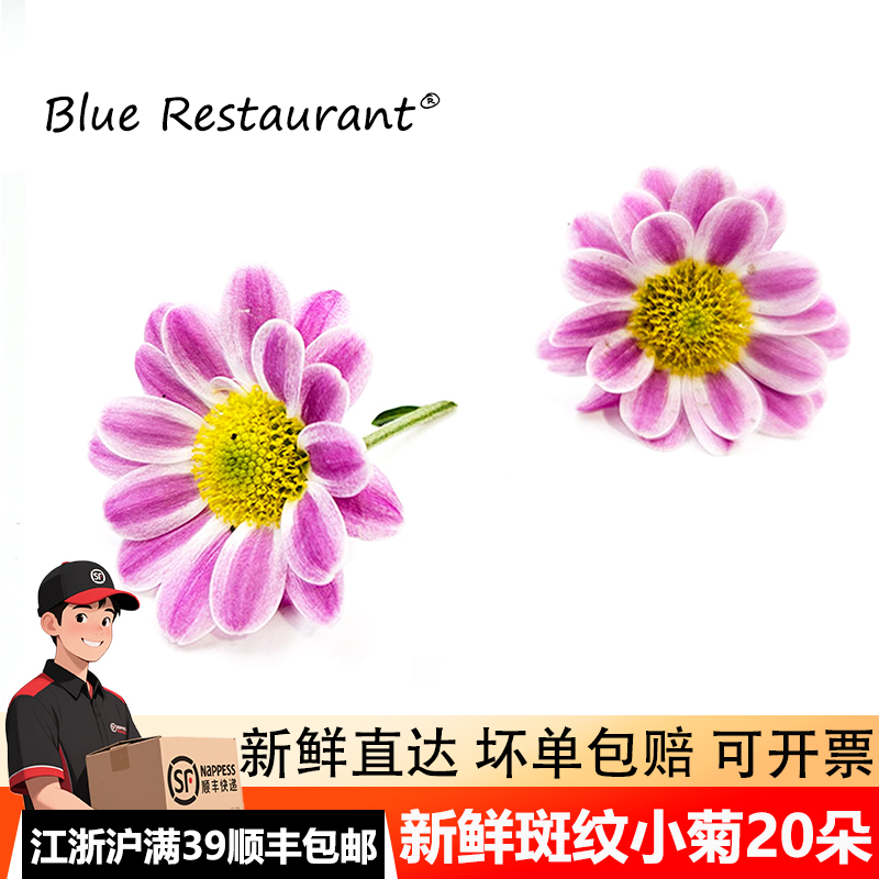 新鲜斑纹小雏菊20朵摆盘装饰