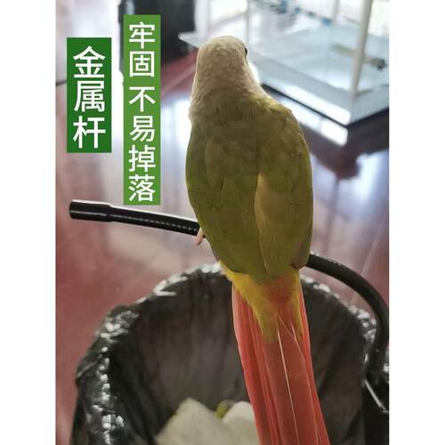 【天猫正品】鹦鹉垃圾桶站杆站架定点排便站架玄凤小太阳和尚拉屎