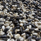 油葵黑珍珠小瓜子红花籽2合1混合中型鹦鹉鸟食鸟粮