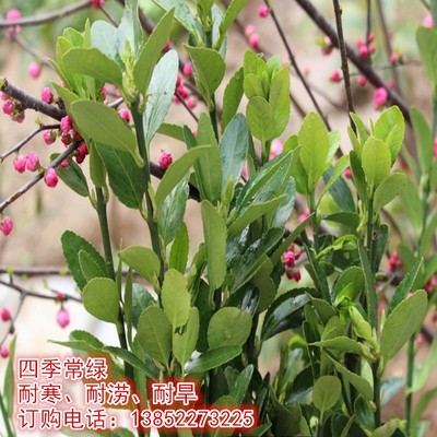 冬青树苗大叶黄杨北海道冬青苗庭院绿篱围墙篱笆苗四季青绿化树苗