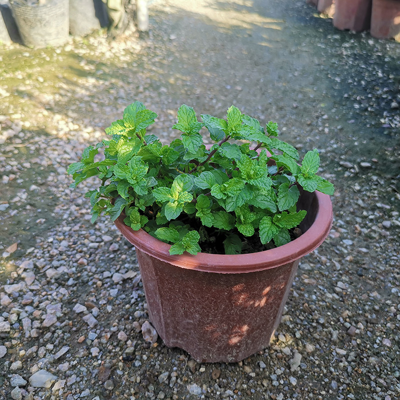 薄荷盆栽食用薄荷叶办公庭院植物驱蚊薄荷苗绿植花卉薄荷苗可食用,鲜花速递/花卉仿真/绿植园艺,绿植,淘宝优惠券,粉丝福利购,淘宝优惠卷