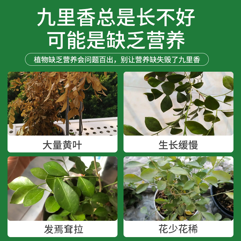 九里香肥料九里香专用肥九里香营养液盆栽花肥不开花七里香黄叶土