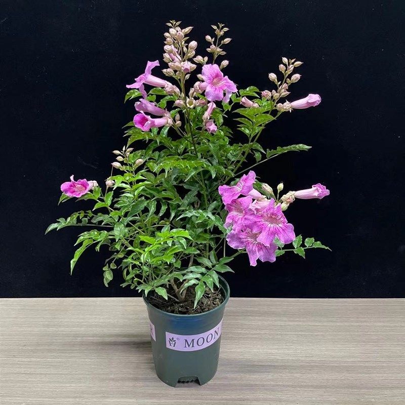 粉凌霄 当年开花阳台庭院盆栽非洲凌霄花 紫云藤 粉色凌霄花 绿篱,鲜花速递/花卉仿真/绿植园艺,时令草本花卉,淘宝优惠券,粉丝福利购,淘宝优惠卷