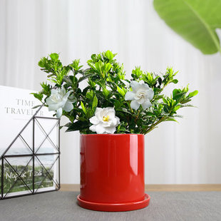 栀子花盆栽带花苞四季花卉植物阳台窗户喜阳观花带香味花苞栀子花