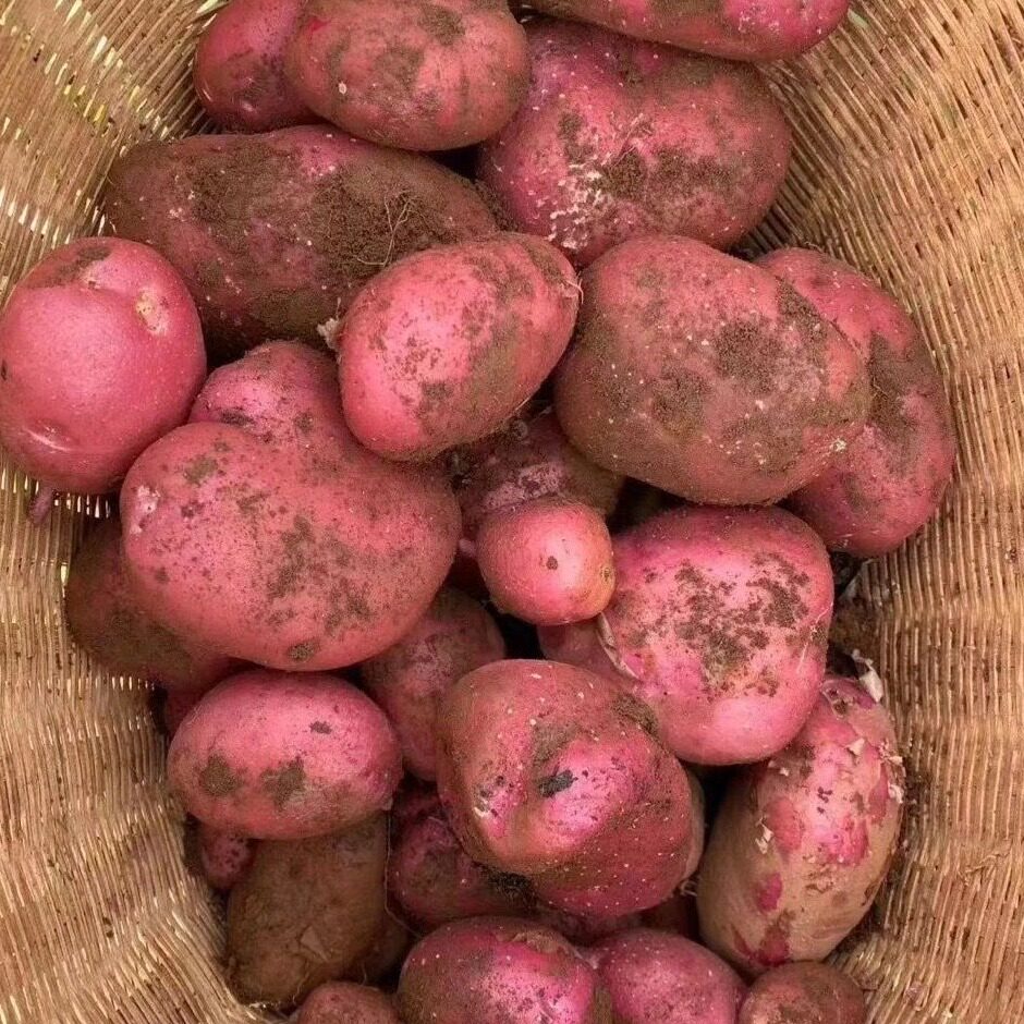 云南红皮小土豆新鲜9斤包邮批发马铃薯洋芋蔬菜农家自种黄心土豆