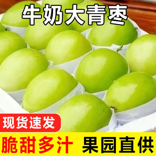 现摘福建牛奶大青枣5斤当季新鲜水果苹果枣贵妃冬枣蜜枣整箱包邮