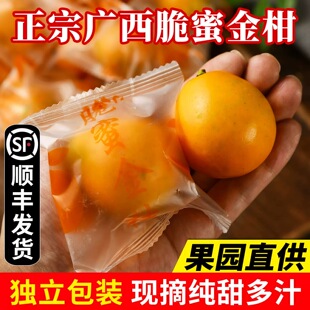 正宗广西融安脆蜜金桔第三代鲜果大果新鲜脆蜜金柑应季水果精美装
