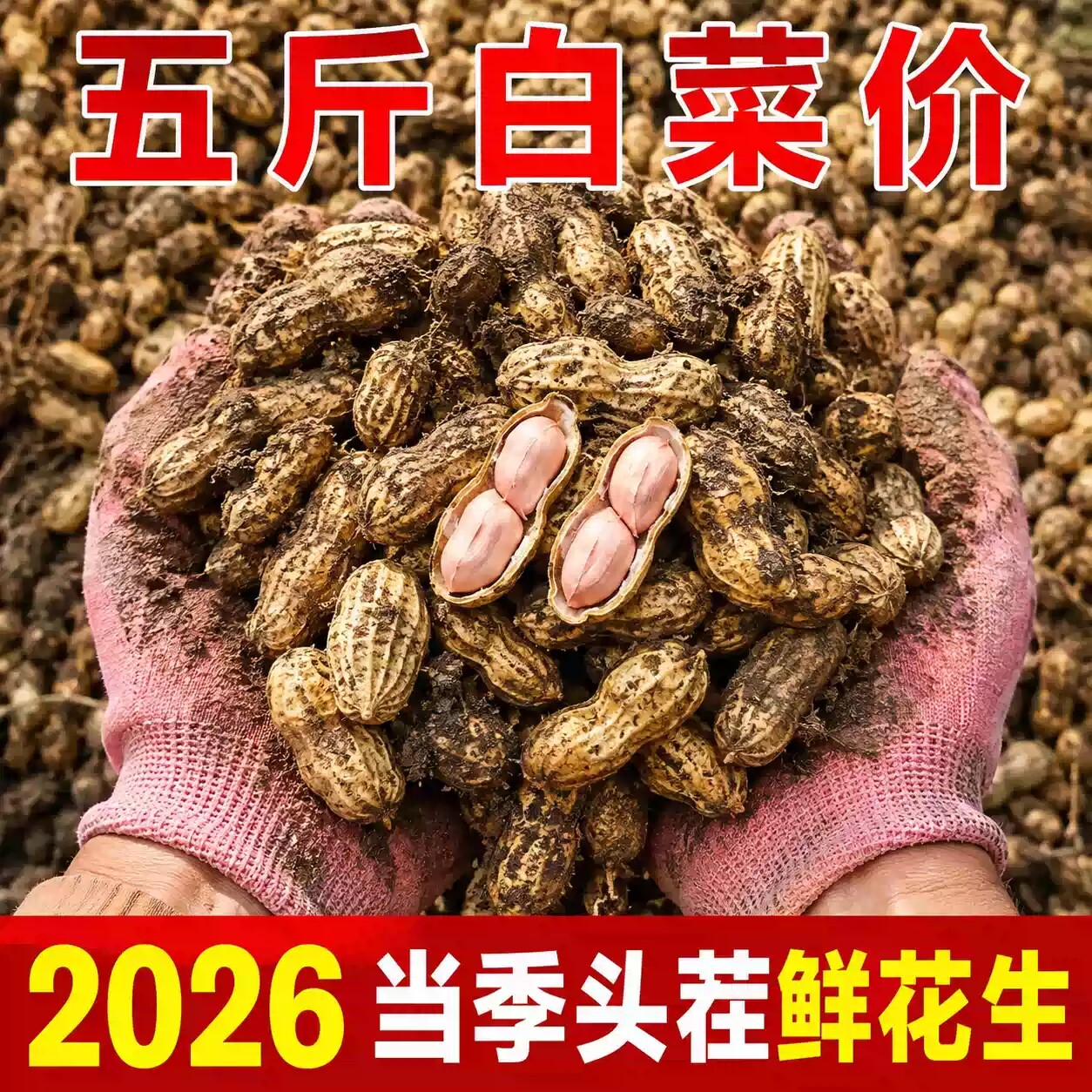 现挖当季2026年农家自种新鲜湿花生带壳粉皮红皮小花生小粒泥花生
