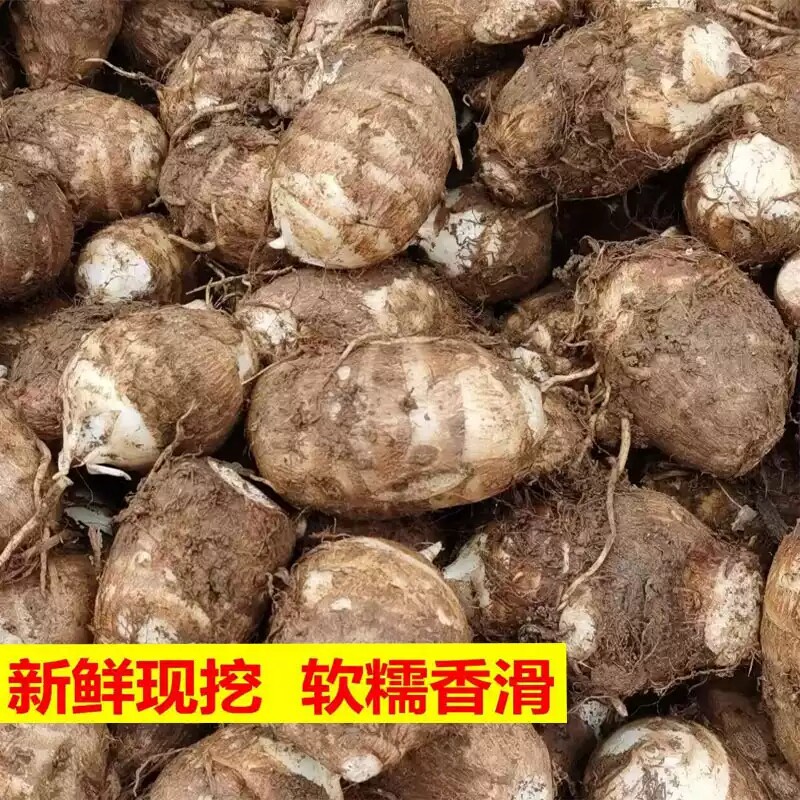云南牛奶小芋头新鲜毛芋头当季现挖农家小芋头艿芋软糯大香芋蔬菜