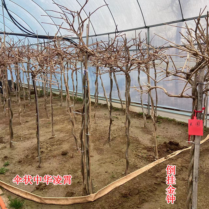 凌霄花苗爬藤伞状倒挂金钟高杆大花凌霄原土木架发货耐寒庭院植物