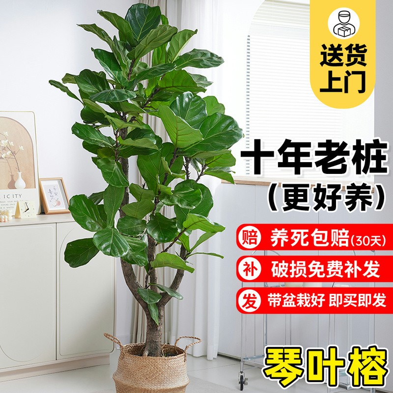 大琴叶榕客厅绿植物室内大型好养老桩大叶盆栽真花落地大号办公室