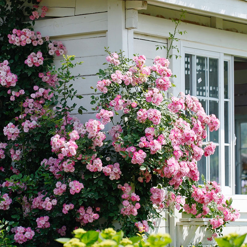 海蒂的花园月季盆栽带花苞朱丽叶红果珊瑚果冻莫奈藤本植物花苗