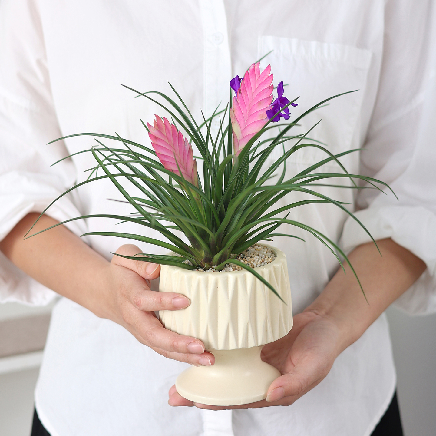 铁兰花盆栽室内好养紫色花卉绿植