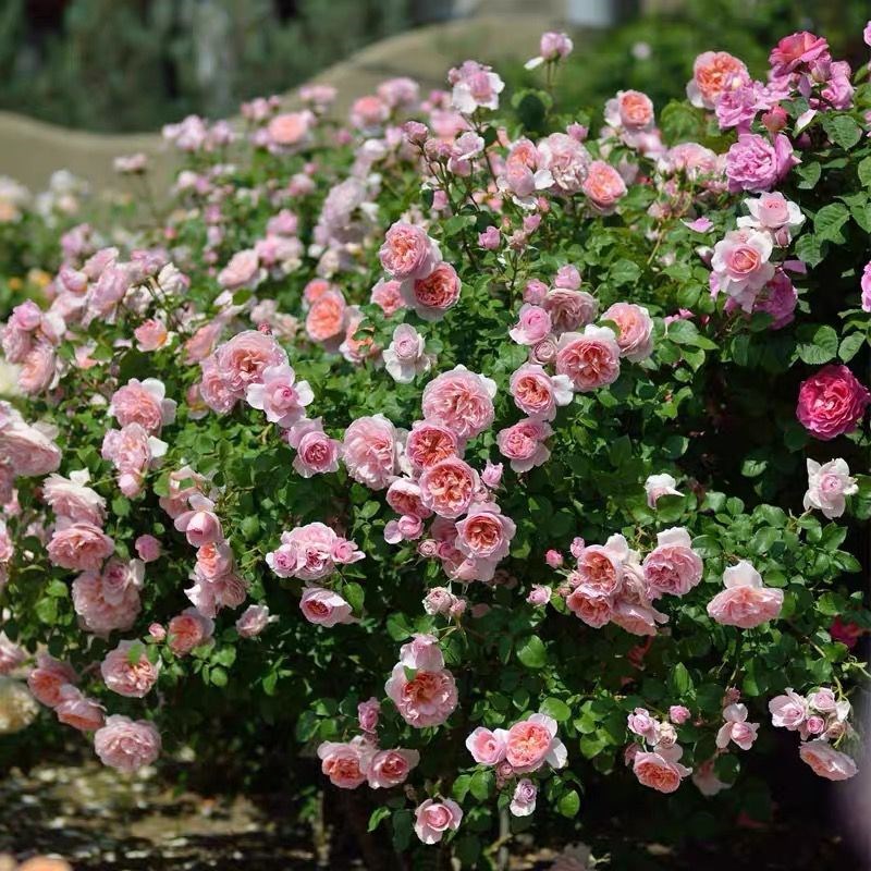 月季舍农索城堡的女人大花粉色浓香藤本多季勤花庭院花园阳台盆栽