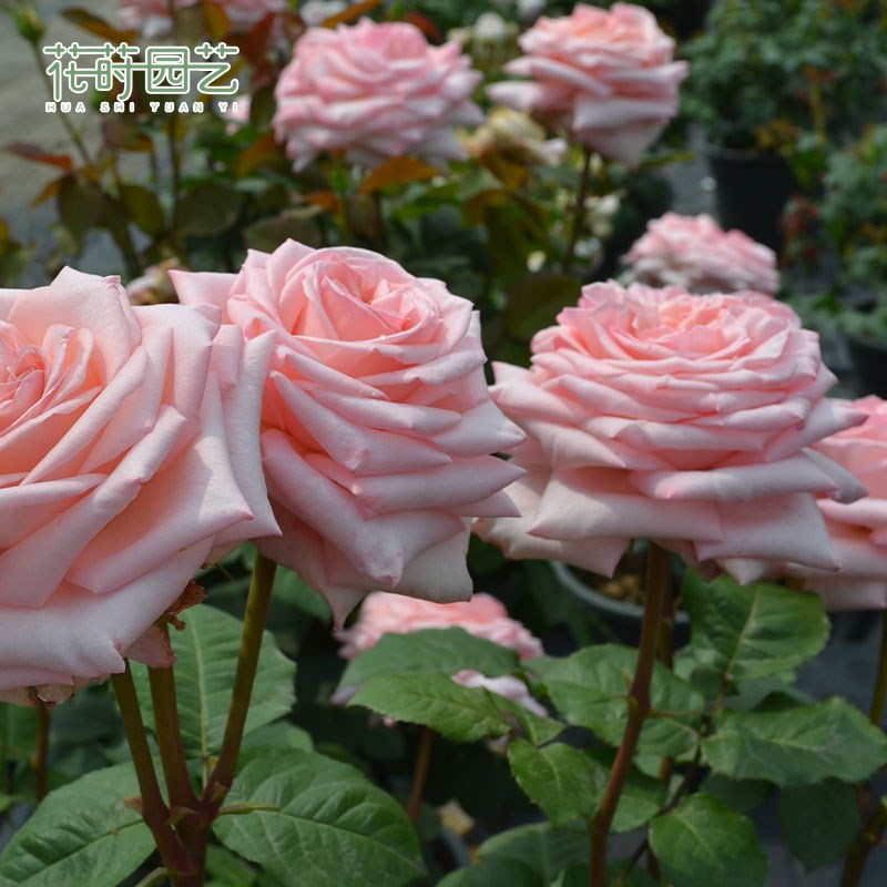花莳园艺 粉荔枝月季花苗盆栽多季开粉色灌木大花好样阳台