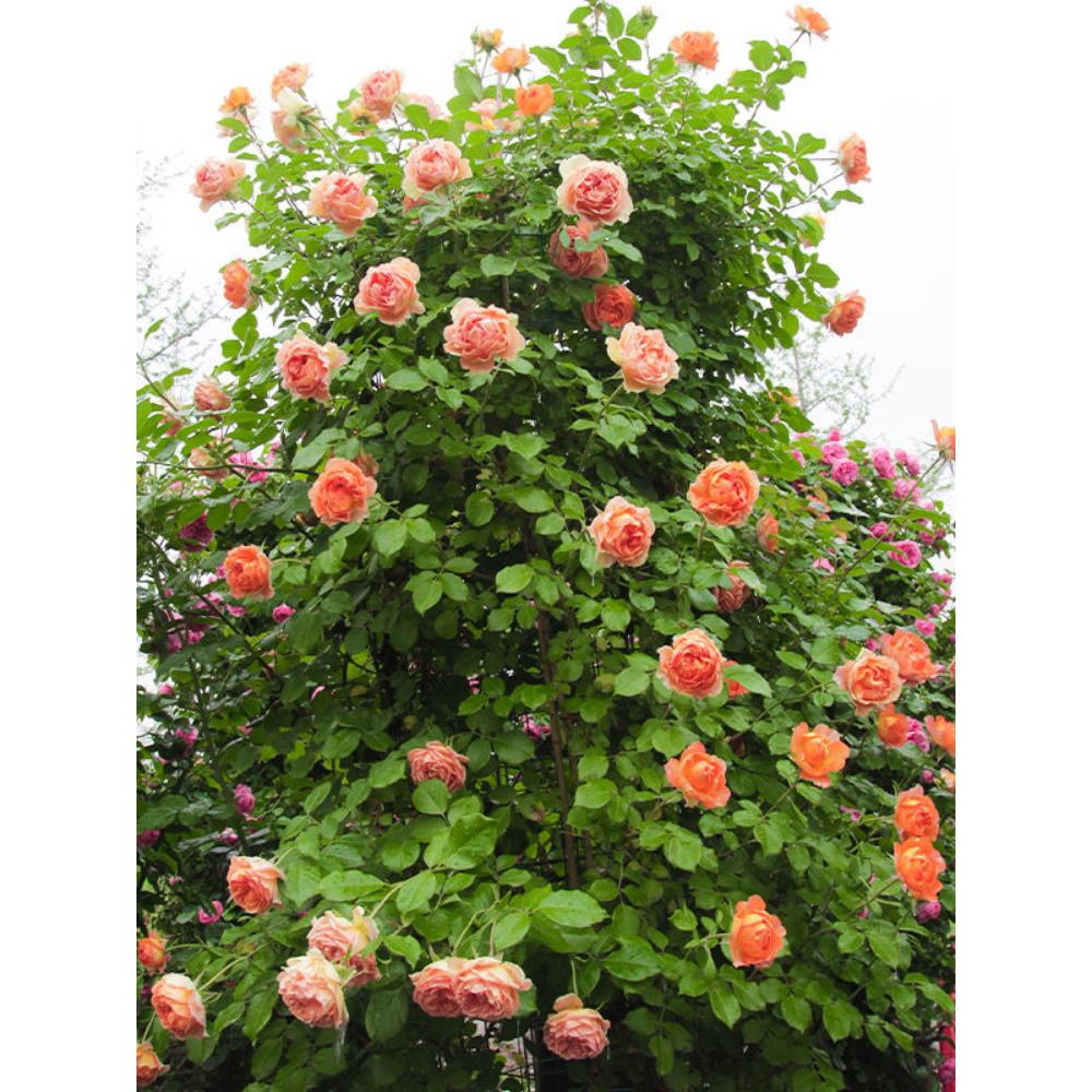 特大母本爬藤月季蔷薇花苗盆栽藤本月季苗花苗玫瑰月季花苗爬藤
