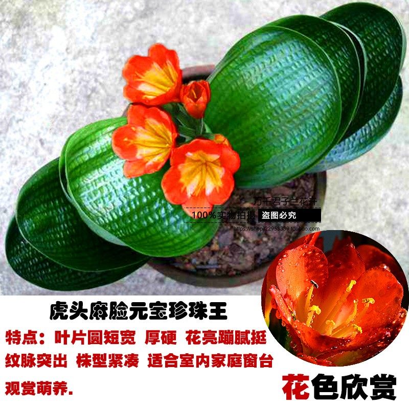 长春君子兰小苗国兰精品虎头宽叶麻脸元宝君子兰花苗室内盆栽包邮,鲜花速递/花卉仿真/绿植园艺,时令草本花卉,淘宝优惠券,粉丝福利购,淘宝优惠卷