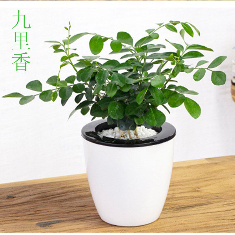 栀子花发财树芦荟红掌蟹爪兰文竹室内自吸水懒人盆栽水培植物包邮