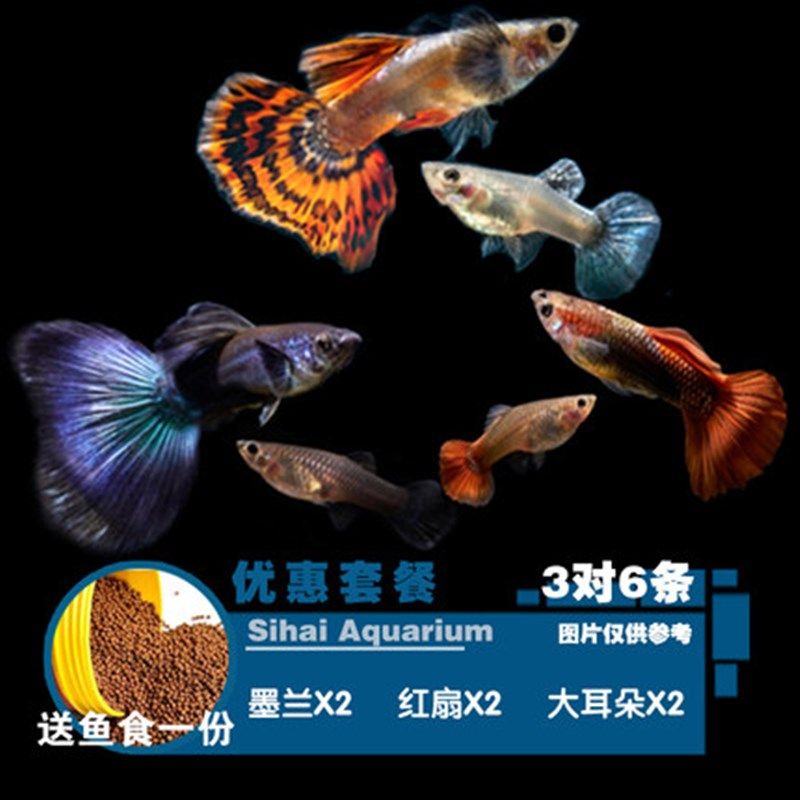 灯科鱼红绿灯三角灯蓝眼灯宝莲灯鱼鱼观赏鱼热带鱼混养10条装